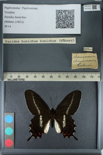 Media type: image;   Entomology 173155